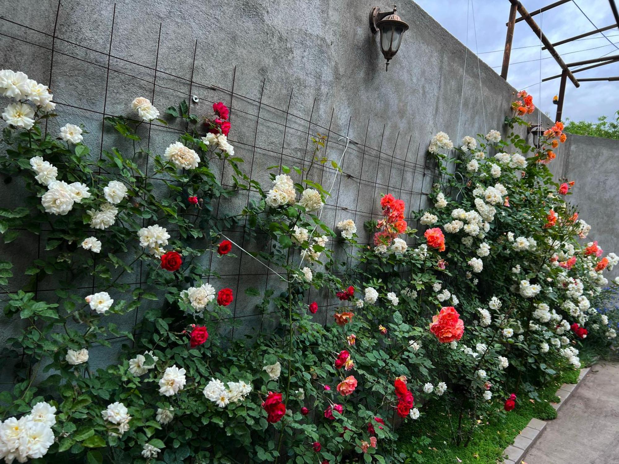 Hillside Guest House Erevan Exterior foto
